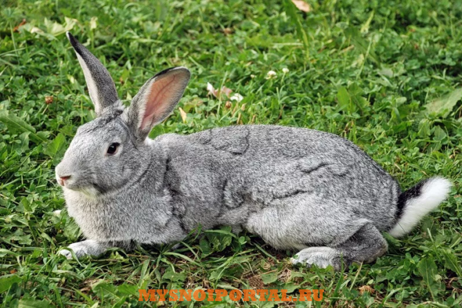 Куплю: кроликов живым весом Тамбов - изображение 1