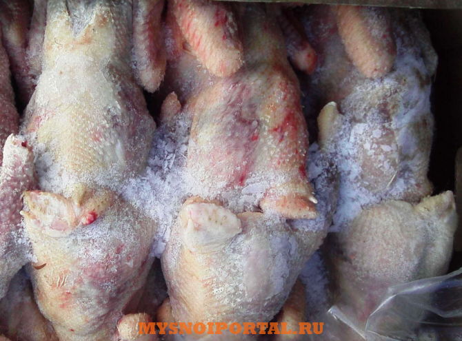 Куплю: кур маточник тушка 2, 8 - 3, 5 кг 97 руб Москва - изображение 1