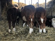 Бычки на откорм Герефорд доставка из г.Екатеринбург