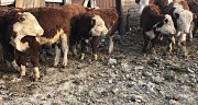 Бычки на откорм Герефорд доставка из г.Екатеринбург