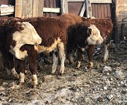 Бычки на откорм Герефорд доставка из г.Екатеринбург