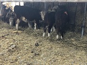 Бычки на откорм Герефорд доставка из г.Екатеринбург
