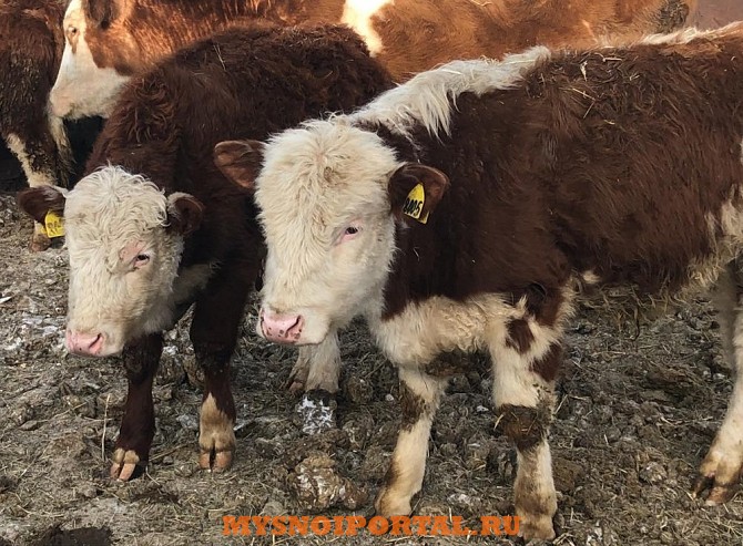 Бычки на откорм Герефорд Екатеринбург - изображение 1