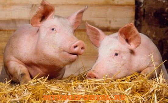 Предлагаем: Племенные продажи свиней Киров - изображение 1