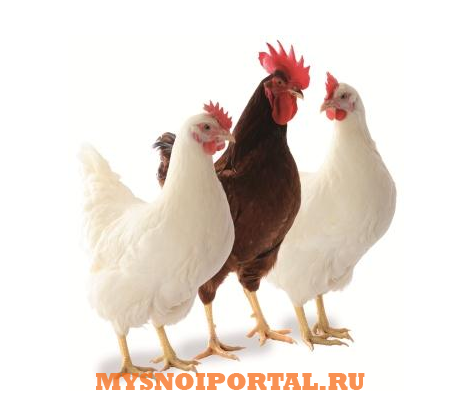 Продаю Цыплята в Ташкенте Ташкент - изображение 1