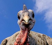 Кормовые ингредиенты для с/х животных и птиц доставка из г.Москва