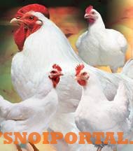 Кормовые ингредиенты для с/х животных и птиц Москва - изображение 1