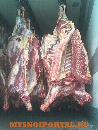 Мясо Говядины туша корова бык охл.зам. производитель Белоруссия Казань - изображение 1