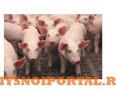 Черева свиная Москва - изображение 1