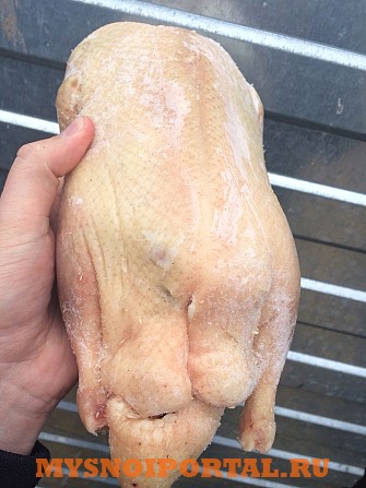 Утка тушка Гост Халяль 2, 0кг+ Самара - изображение 1