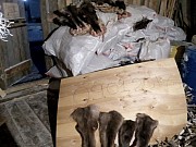 Камус доставка из г.Саранск