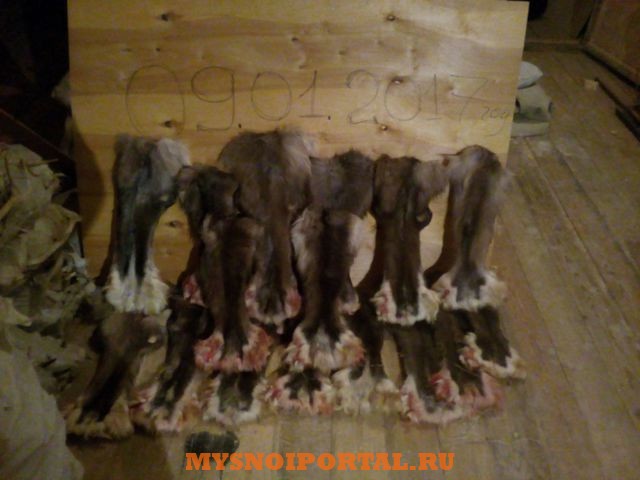 Камус Саранск - изображение 1