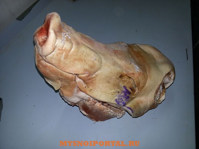 Продаю Головы свиные , Охл/Зам, от 100 кг, от 1 тонны в Липецке Липецк - изображение 1