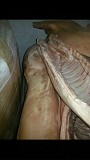 Продаю Туши свиные в Липецке  доставка из г.Липецк