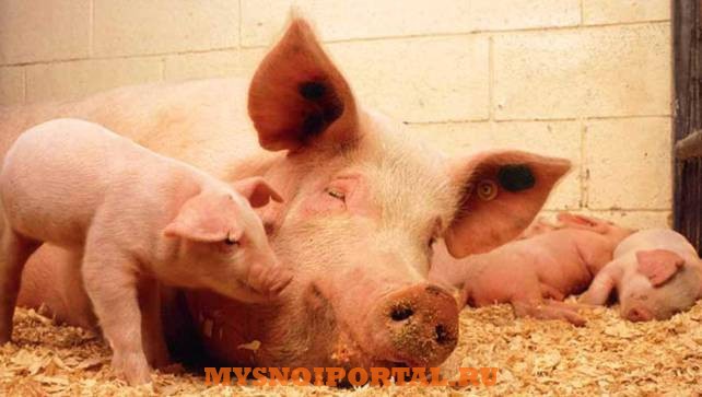 Оборудование для свиноферм Саранск - изображение 1