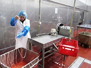 Машина калибровочная для черевы Саранск