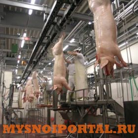 Линия убоя свиней Саранск - изображение 1