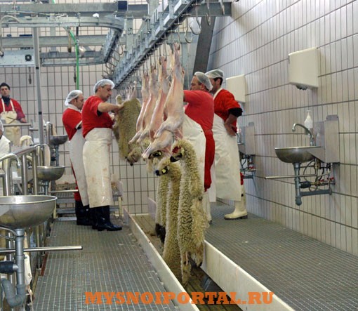 Линия убоя МРС Саранск - изображение 1