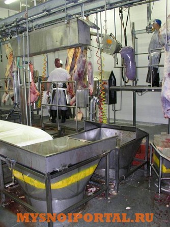Линия убоя КРС Красные и белые органы Саранск - изображение 1