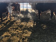 Бычки герефордской породы Магнитогорск