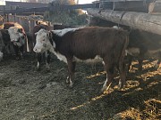 Бычки герефордской породы Магнитогорск