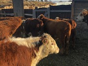 Бычки герефордской породы Магнитогорск