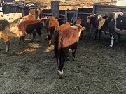 Бычки герефордской породы Магнитогорск