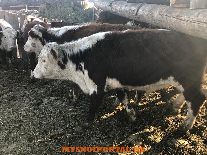 Бычки герефордской породы Магнитогорск - изображение 1