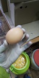 Куриные яйца продаю доставка из г.Караганда