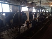 Коровы дойные доставка из г.Магнитогорск