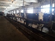 Коровы дойные доставка из г.Магнитогорск