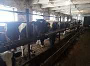 Коровы дойные доставка из г.Магнитогорск