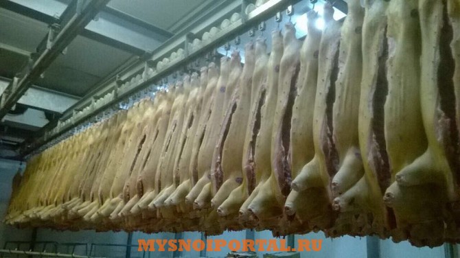 Свинина в п/тушах(тушах) Красноярск - изображение 1