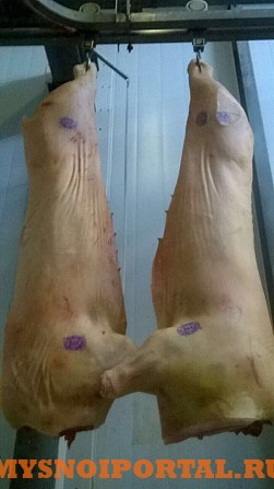 Свинина от поизводителя Красноярск - изображение 1