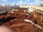 Телки породы казахская белоголовая Магнитогорск