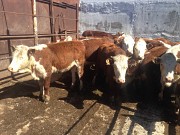 Телки породы казахская белоголовая Магнитогорск