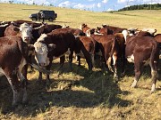 Телки породы казахская белоголовая Магнитогорск