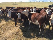 Телки породы казахская белоголовая Магнитогорск