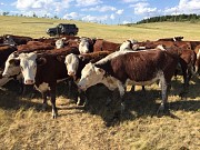 Телки породы казахская белоголовая Магнитогорск