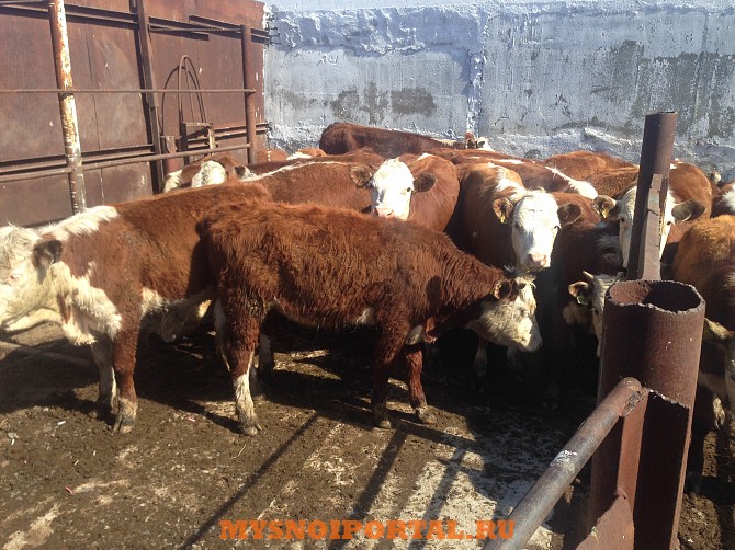 Телки породы казахская белоголовая Магнитогорск - изображение 1