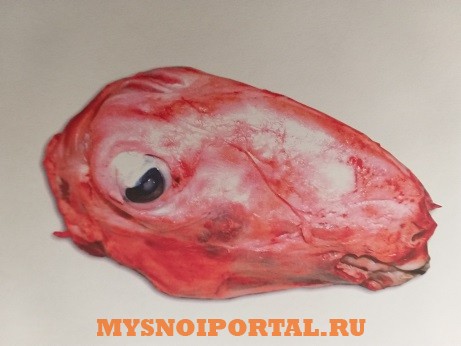 Продаем кишки, рубец, головы баран Москва - изображение 1