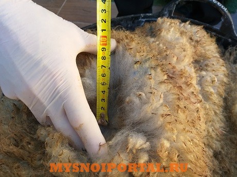 Продаем шкуры мокросоленые меринос Бишкек - изображение 1