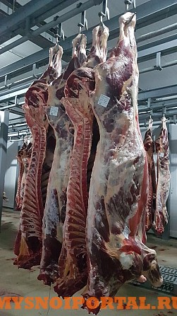 Говядина 1, 2 категории, бычки оптом от производителя г.набережные Челны Набережные Челны - изображение 1