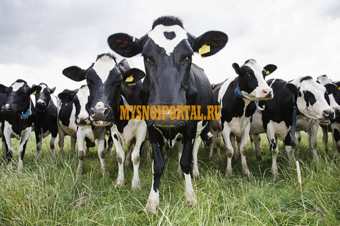 Закупаем КРС дорого Ростов-на-Дону - изображение 1