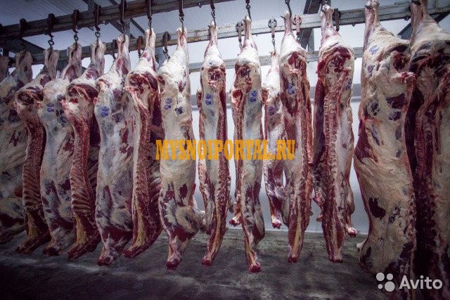 Полутуши Говяжьи ТУ, в Ростове-на-Дону Ростов-на-Дону - изображение 1