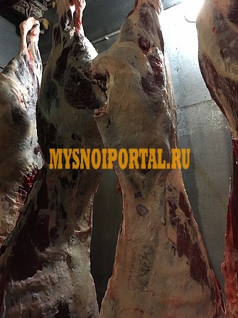 Мясо говядины охлажденное в полу тушах. Оптовая партия от 3 тонн. Крупно - рогатый скот от 450 кг Пермь - изображение 1