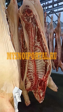 Продаю Полутуши Свиные в Новокуйбышевске Новокуйбышевск - изображение 1
