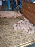Свиньи живым весом доставка из г.Красноярск