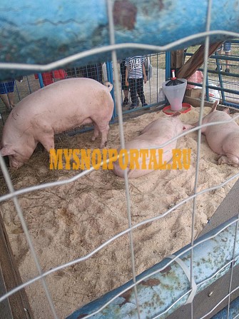 Свиньи живым весом Красноярск - изображение 1