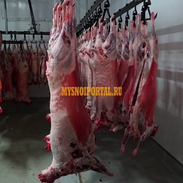 Мясо баранина Екатеринбург - изображение 1